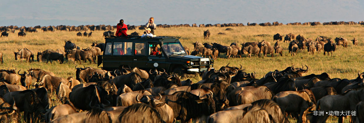 【夏日北海道】生活不只有诗和远方，还有夏日北海道的富良野7日之旅